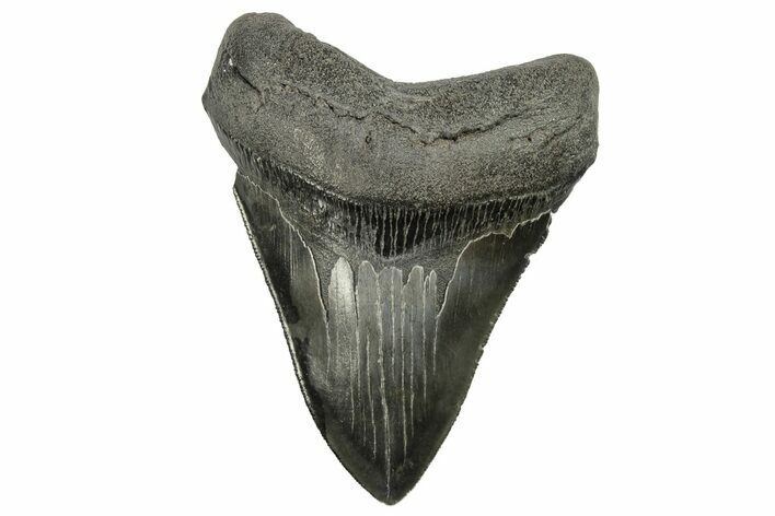 Serrated, Fossil Megalodon Tooth - South Carolina #264553